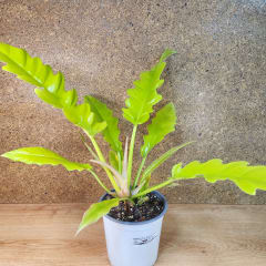 Philodendron Ring of Fire Golden
