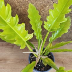 Philodendron Ring of Fire Golden