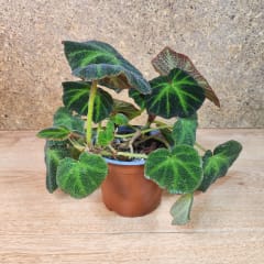 Begonia Solimutata
