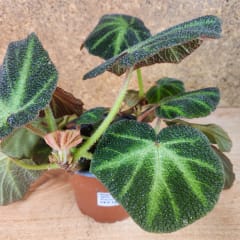Begonia Solimutata