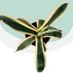 Agave Americana Variegata