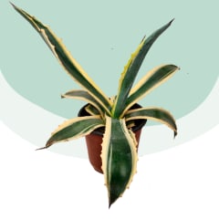 Agave Americana Variegata