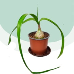 Cebollita de la Suerte