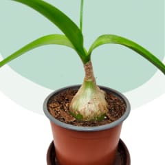 Cebollita de la Suerte