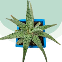 Aloe Quicksilver