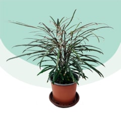 Aralia Elegantisima