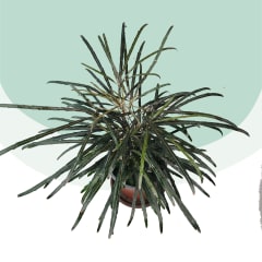Aralia Elegantisima