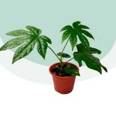 Aralia Japónica