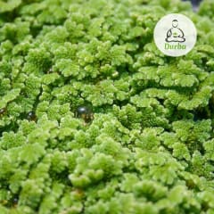 Azolla (planta acuática) Azolla (planta acuática)