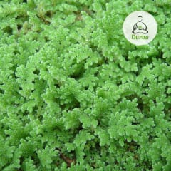Azolla (planta acuática) Azolla (planta acuática)