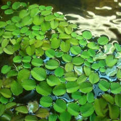 Salvinia Auriculata
