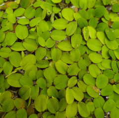 Salvinia Auriculata