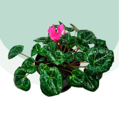 Cyclamen