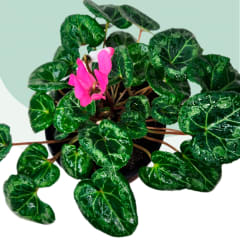 Cyclamen