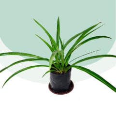 Cinta Verde o Malamadre (Chlorophytum comosum 'Green')