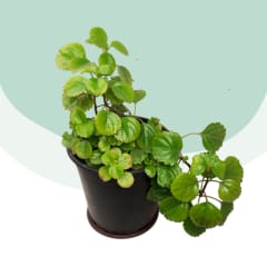 Dolar Verde (Plectranthus verticillatus)