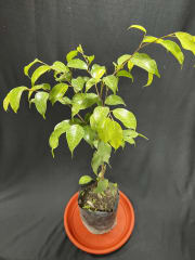 Ficus Benjamina
