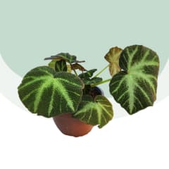 Begonia Soli-mutata