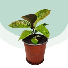 Gomero Shivereana