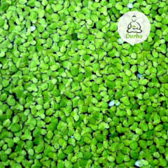 Lenteja de Agua (Lemna Minor) Lenteja de Agua (Lemna Minor)