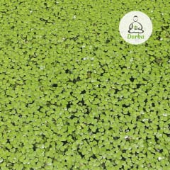 Lenteja de Agua (Lemna Minor)