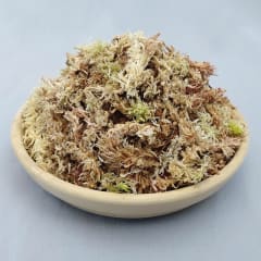 Musgo Sphagnum