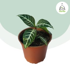 Aphelandra