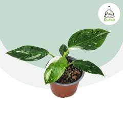 Philodendron White Wizard