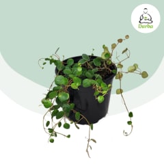 Peperomia Rotundifolia