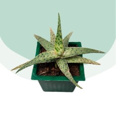 Aloe Pink Blush Aloe Pink Blush