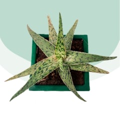Aloe Pink Blush Aloe Pink Blush