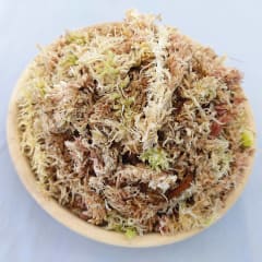 Musgo Sphagnum