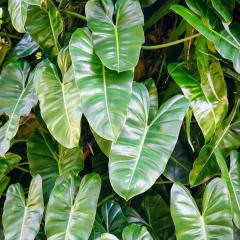 Philodendro Longifolio