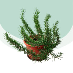 Romero Planta Romero Planta