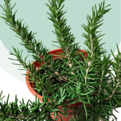 Romero Planta Romero Planta