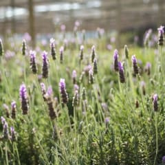 Lavanda Francesa