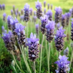 Lavanda Francesa