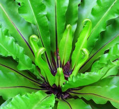 Asplenium