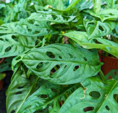 Monstera Adansonii