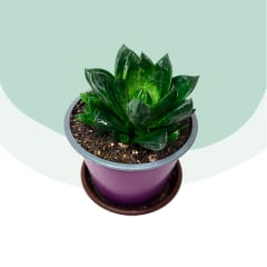Haworthia Cymbiformis