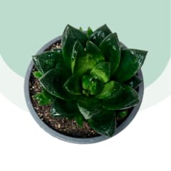 Haworthia Cymbiformis