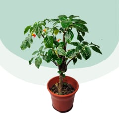 Flor de Tucán