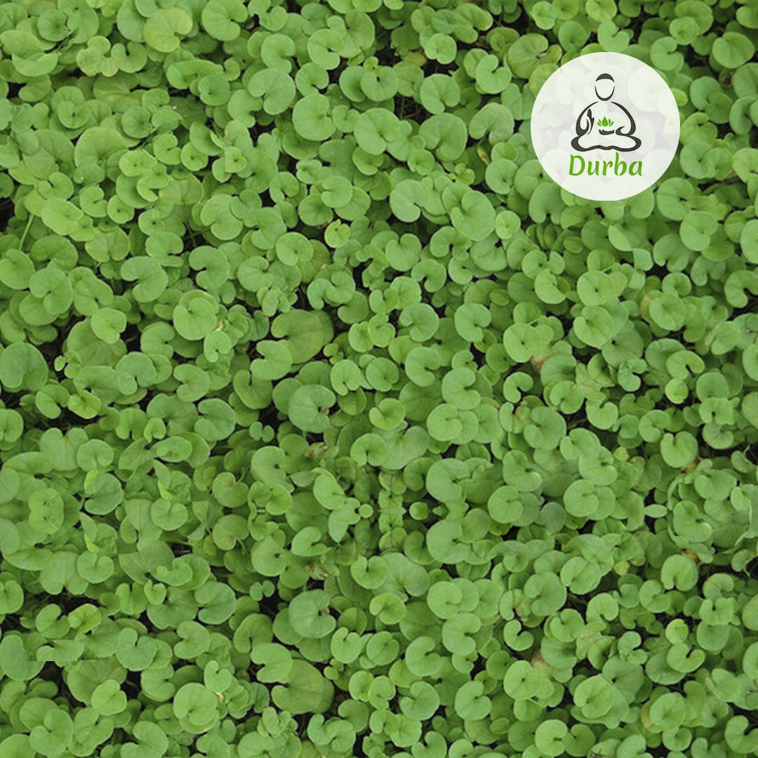 Produktbild von LERAVA® Klee Samen Dichondra [Kein Mähen Erforderlich] - 20m²