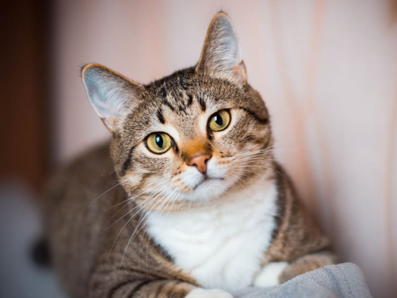 ¿Por qué agosto es el mes de los gatos en Chile?