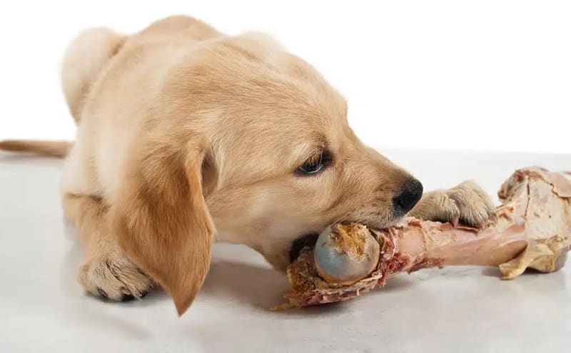 ¿Qué hacer si tu perro comió restos de Fiestas Patrias?