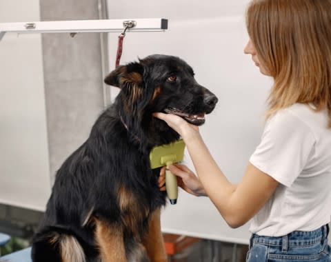 Peluquería canina en Puerto Montt: cuidado y bienestar para tu perro