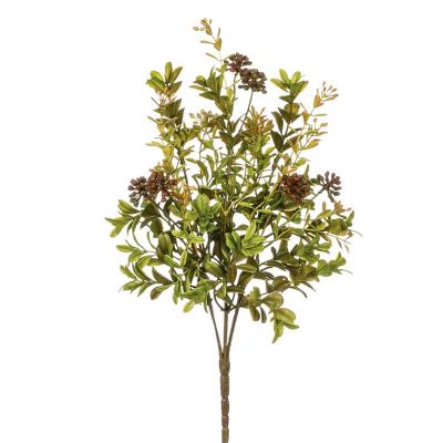 BOXWOOD BERRY BOXWOOD BERRY