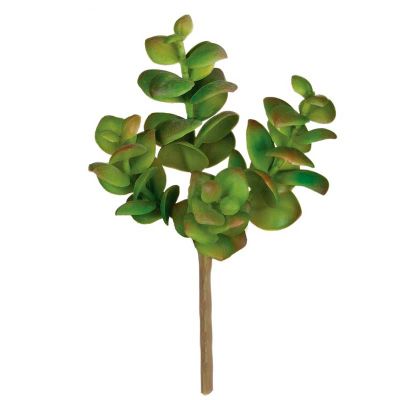 CRASSULA CRASSULA