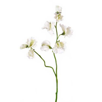 LATHYRUS BLANCO LATHYRUS BLANCO