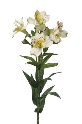 ASTROMELIA BLANCA ASTROMELIA BLANCA